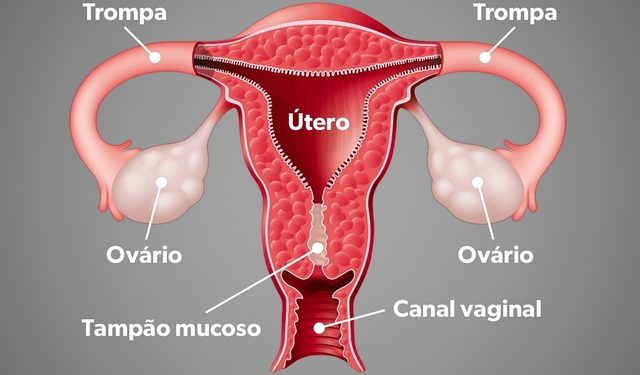 saiba o que é tampão mucoso e o que ocorre na gestação