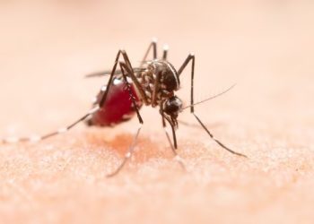 Microcefalia em bebês: Cientistas mostram relação com gestantes infectadas