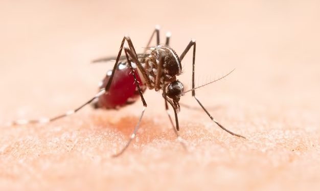 Microcefalia em bebês: Cientistas mostram relação com gestantes infectadas