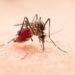 Microcefalia em bebês: Cientistas mostram relação com gestantes infectadas