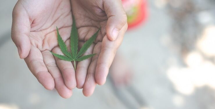 Uso de cannabis na gestação pode elevar riscos para bebês
