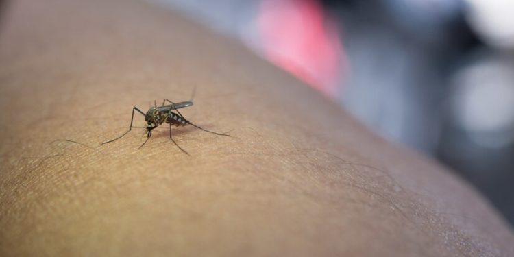 Cuidado com a dengue: 4 dicas para proteger as crianças na escola