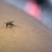 Cuidado com a dengue: 4 dicas para proteger as crianças na escola